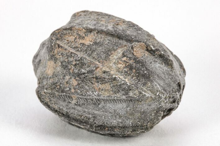 Blastoid (Pentremites) Fossil - Oklahoma #205143